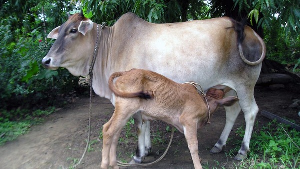 Adopt a Cow, Nurture a Legacy