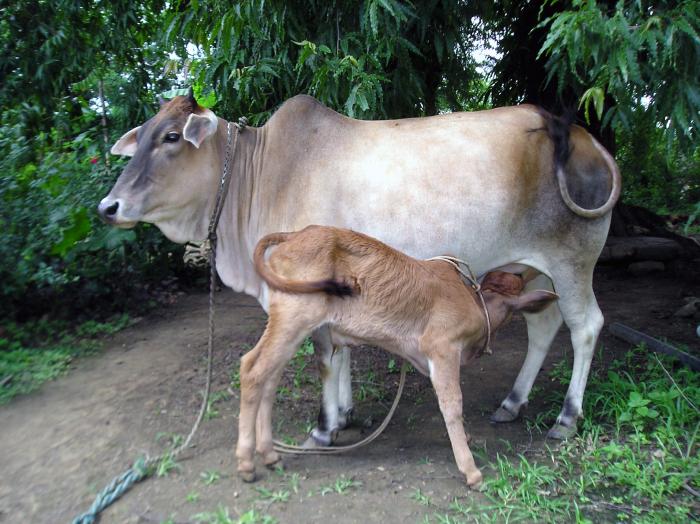 Propagation and Conservation of Indigenous Cows